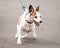 Excited Jack Russell and Chihuahua Cross Dog Going for a Walk