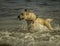 An excited labrador dog runs out of the ocean at Sampieri beach, in Sicily ,Sicily