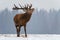 Excited Roaring Deer. Winter Wildlife Snapshot  With Great Stag.