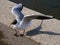 Excited Seagull on a quayside