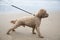 Excited young cockapoo dog on a sandy beach