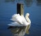 Exciting adult mute swan is relaxing in water near concrete pillar.