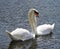 Exciting and beautiful couple of swans is fall in love and relaxing in water. .