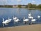 Exciting and big flock of adult mute swans is swimming in river. .
