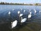 Exciting flock of adult mute swans is swimming in river. .