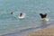 Exciting game of fetch for three dogs in water