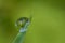 Exciting macro of a drop on green leaf.