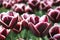 Exclusive Dutch tulips for the export industries, Noordoostpolder, Netherlands