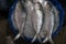 Exclusive rare hilsa fish image from Bnagladesh