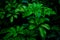 Exclusive Vibrant Green Leaves in Dark Dense Forest Beautiful Scenario Image