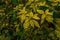 Exclusive Vibrant Yellow and Green Leaves in Dark Dense Forest Beautiful Scenario Image