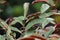 Excoecaria cochinchinensis Chinese croton, blindness tree, buta buta, jungle fire plant, Sambang darah leaves. This plant toxic