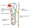 Excretory system