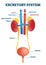 Excretory system vector illustration. Labeled educational organs diagram.