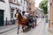 Excursion horse-drawn tourist cart in Bruges