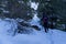 Excursionist women in National Park of AigÃ¼estortes and lake of Sant Maurici