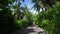 Exellent footage from tropic island Maldives walk to path surrounded by high coconut trees and palms in sunny day 4K