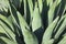 Exemplary plant of Agave parryi, Spain