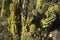 Exemplary plant of Cereus jamacaru, Spain