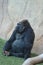 Exemplary western plain gorilla sitting