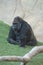 Exemplary western plain gorilla sitting