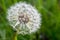 Exempted dandelion blowball