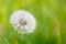 Exempted dandelion blowball