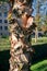 Exfoliated bark of a birch tree