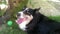 Exhausted border collie mongrel resting in shade with outstretched tongue and lovely glimpse after playing ball