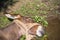 Exhausted donkey lying on the grass