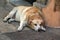 Exhausted from the heat, a large dog lies on the street