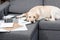 exhausted labrador dog lying on couch with documents