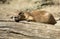 Exhausted Prairie Dog Taking A Rest