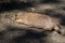 Exhausted Prairie Dog Taking A Rest