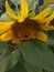 Exhausted Sunflower among Greenleaf