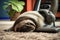 Exhausted tired sloth fell asleep while working with the vacuum cleaner