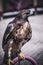 exhibition of birds of prey in a medieval fair, detail of beautiful imperial eagle in Spain