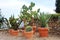 Exhibition of cactuses made in the Botanical garden in Balchik, Bulgaria