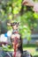 Exhibition of dogs, Very cute Russian Toy Terrier