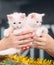 Exhibition or fair cats. Well-groomed thoroughbred cats.