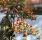 Exhibition of flowering bonsai trees, Odawara, Japan. Close-up.