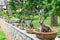 Exhibition of miniature ikebana trees in pots on stone fencing