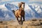 Exhilarating and graceful display of wild horses galloping freely across  Montana wilderness,