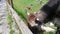 Exhilarating shot of a curious cow that puts its nose between the wooden fence to attach the lens of the camera that takes a macro