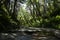 Exit from a canyon filled with ferns slanty trees with a rocky creek running through it