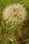 Exlarge Dandelion Gone to Seeds