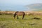 Exmoor Heritage Coast view towards Porlock Weir with pony on a summer evening in Somerset UK