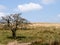 Exmoor landscape, generic view with tree. April.