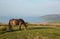 Exmoor national park view with pony to Porlock Somerset coast on a summer evening