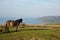 Exmoor national park view with pony to Porlock Somerset coast on a summer evening